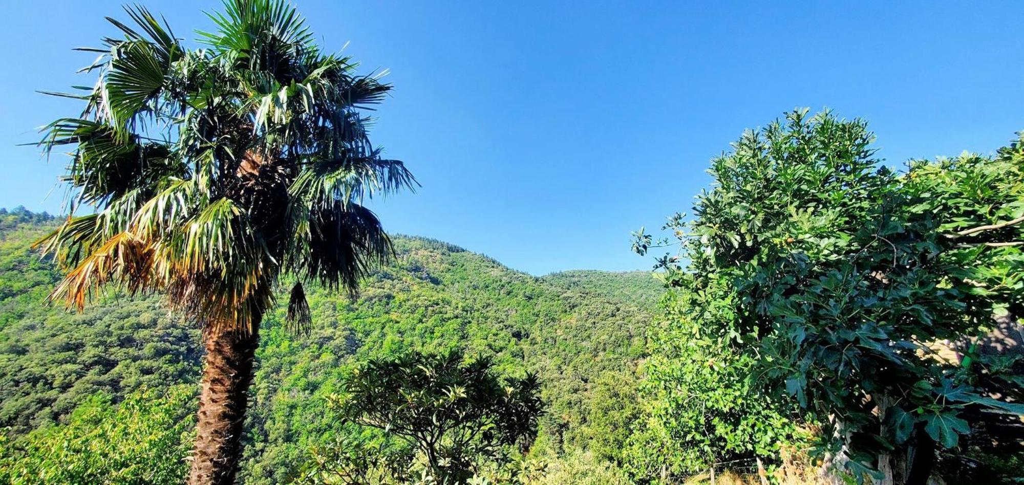 Gite De Combelebouze En Cevennes - Cosy, Confort Et Climatise - 3 Etoiles Saint-Privat-de-Vallongue المظهر الخارجي الصورة