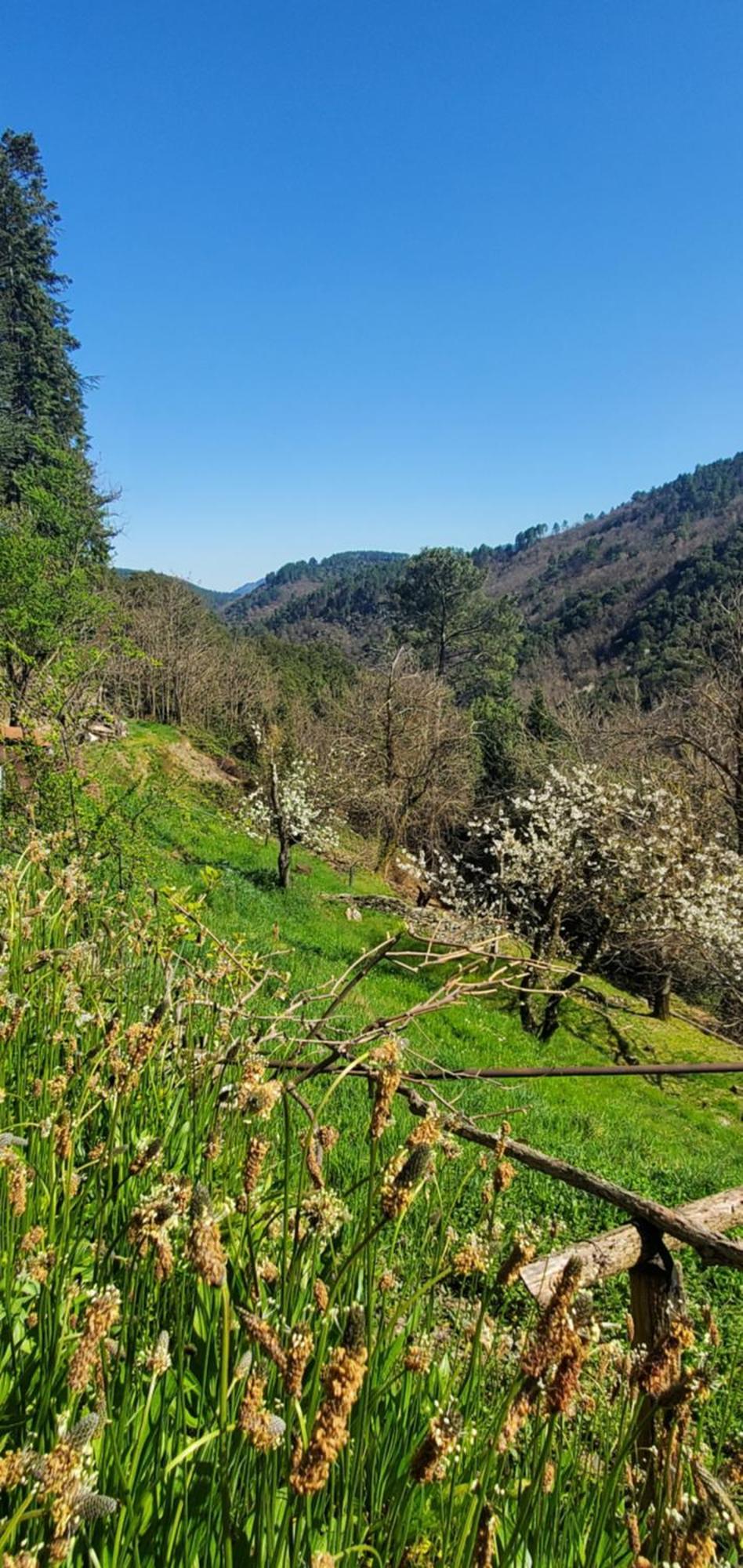 Gite De Combelebouze En Cevennes - Cosy, Confort Et Climatise - 3 Etoiles Saint-Privat-de-Vallongue المظهر الخارجي الصورة